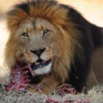 Kuo minta liūtai: jų mitybos įpročiai gamtoje