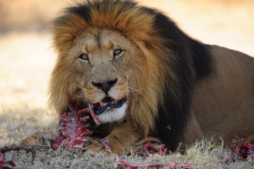 Kuo minta liūtai: jų mitybos įpročiai gamtoje