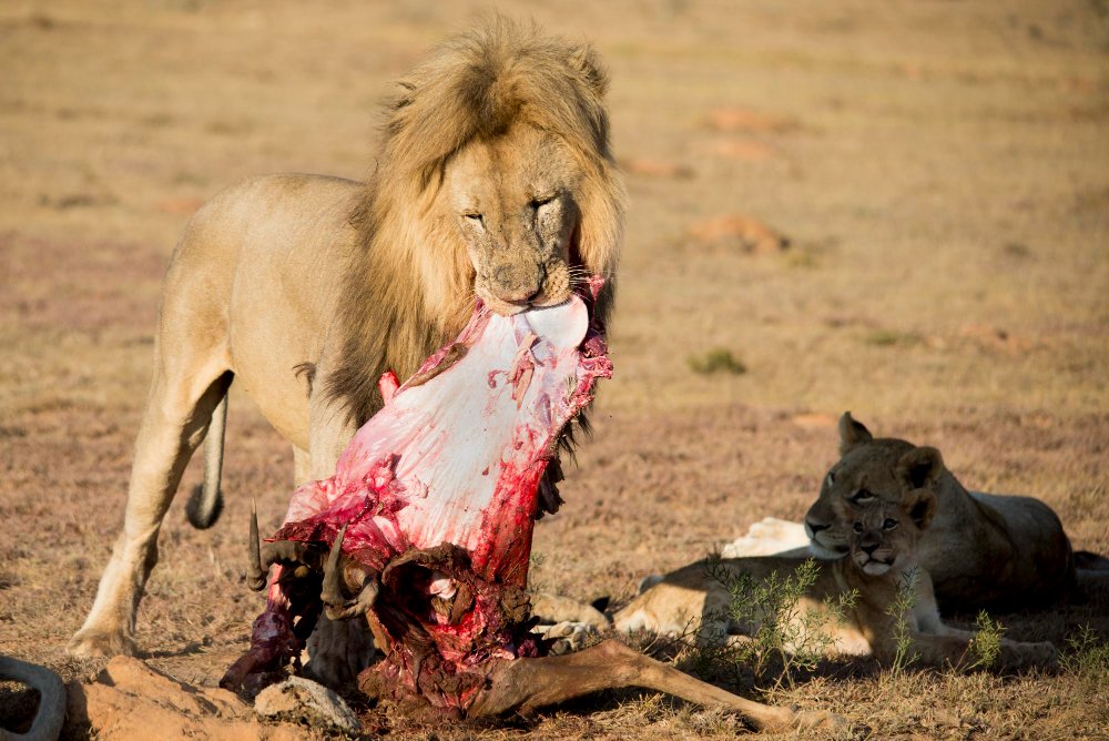 Liūtų mityba skirtingais gyvenimo etapais