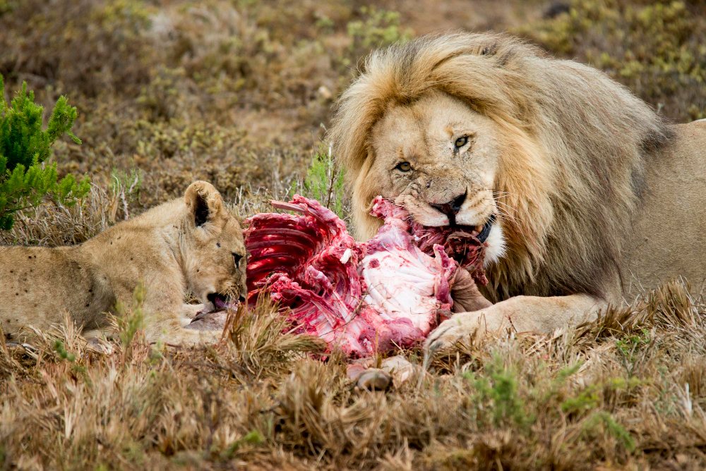 Kas nutinka, kai trūksta maisto