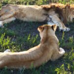 Laukinis liūtas: gyvenimo būdas ir elgsena gamtoje