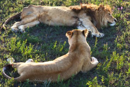 Laukinis liūtas: gyvenimo būdas ir elgsena gamtoje