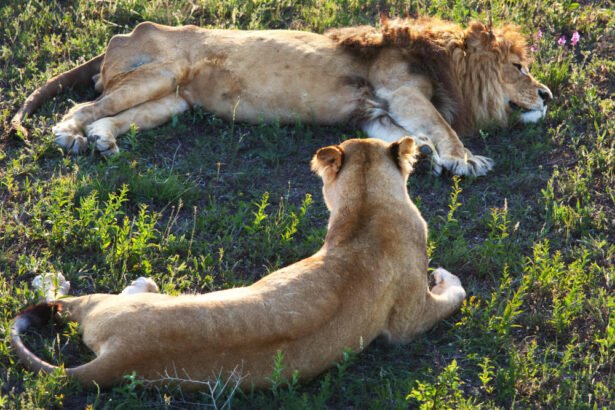 Laukinis liūtas: gyvenimo būdas ir elgsena gamtoje