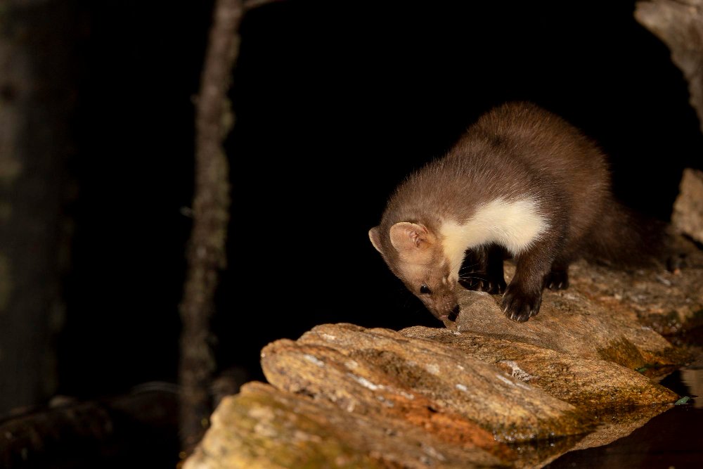 Paplitimas Lietuvoje ir Europoje