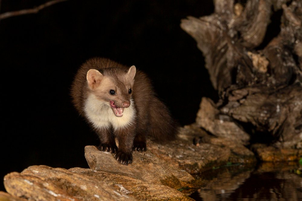 Kaip atrodo laukinis šeškas ir kaip jį atpažinti