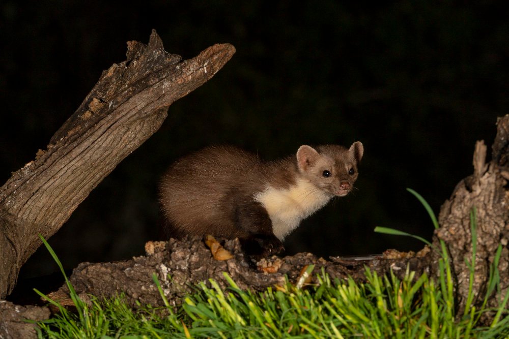 Įdomūs faktai apie laukinius šeškus