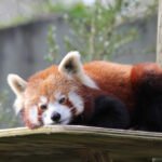 Mažoji panda: kuo ji skiriasi nuo didžiosios pandos?