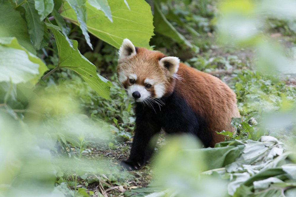 Elgsena ir gyvenimo būdas