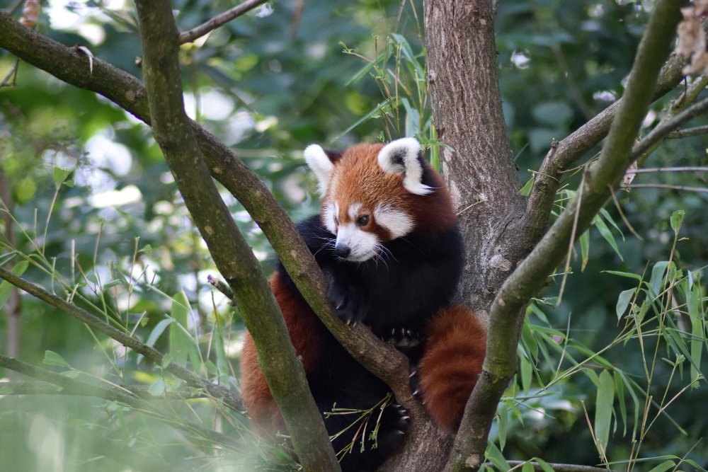 Apsaugos statusas ir grėsmės