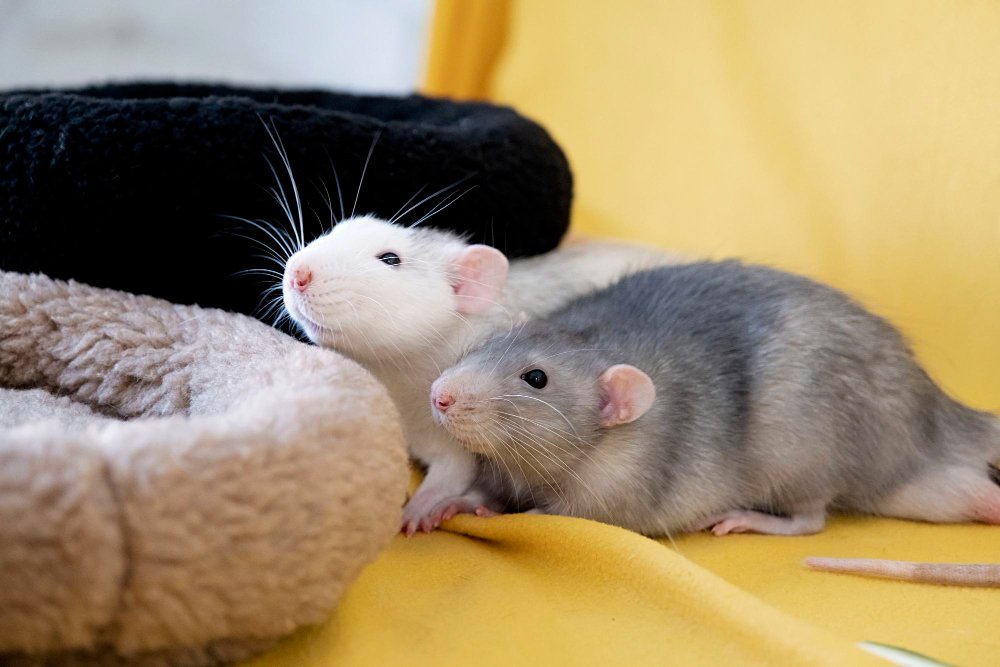 Dekoratyvinės žiurkės: spalvos, tipai ir charakteris