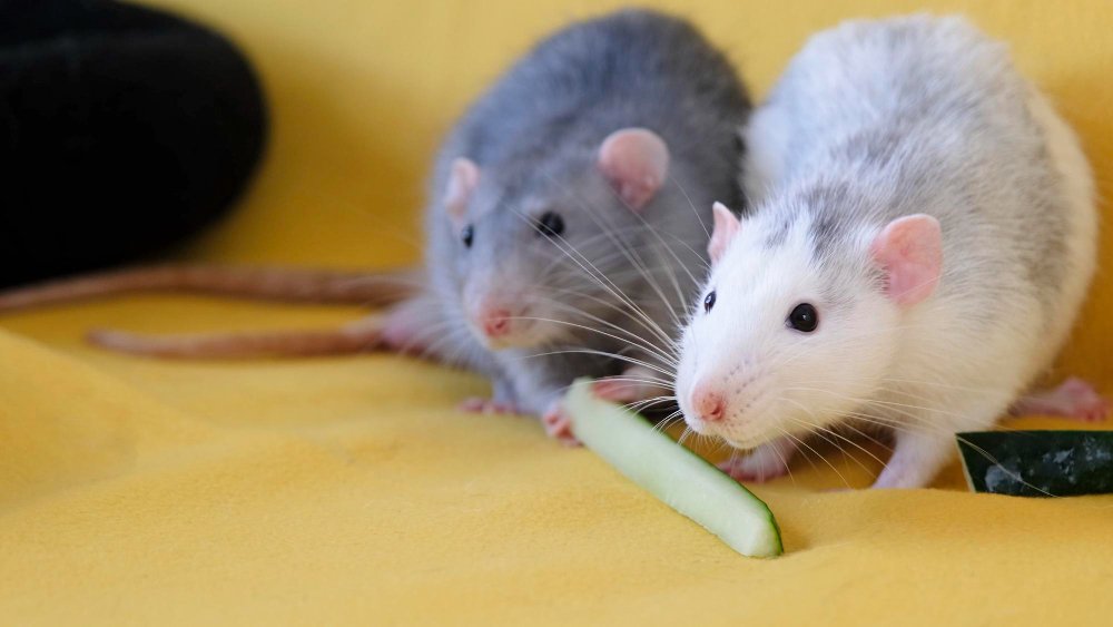 Baltos žiurkės: mitai ir realybė