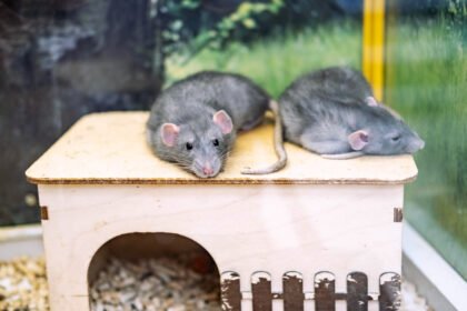 Naminė žiurkė: dekoratyvinės, baltos ir laboratorinės žiurkės