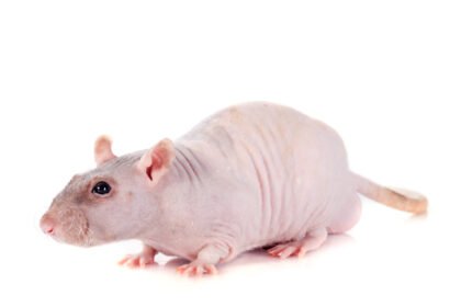 Plika žiurkė: neįprastas gyvūnas su išskirtinėmis savybėmis