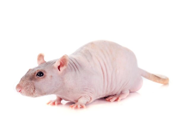 Plika žiurkė: neįprastas gyvūnas su išskirtinėmis savybėmis