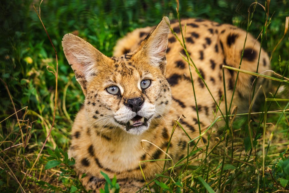 Ar servalas gali tapti augintiniu?