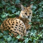 Servalas – Afrikos laukinė katė ir jos laikymo galimybės Lietuvoje