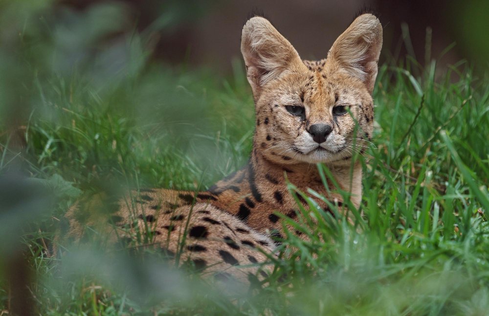 Charakteris ir elgsena laukinėje gamtoje