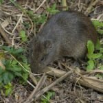 Laukinė žiurkė: kaip ją atpažinti ir kuo ji pavojinga?