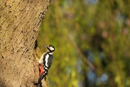 Didysis margasis genys: išvaizda, elgsena ir gyvenimas Lietuvoje