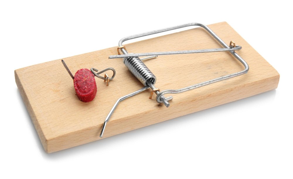 Kaip apsaugoti namus nuo žiurkių atsiradimo?