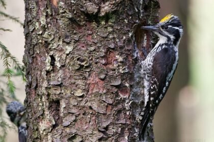 Tripirštis genys: retas miškų gyventojas Lietuvoje