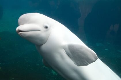 Baltasis banginis: gyvenimo būdas ir prisitaikymas prie šalčio