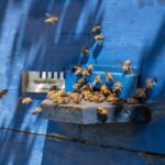 Modernūs bičių aviliai ir jų tipai