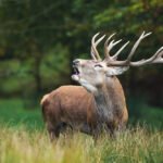 Indijoje paplitę elniai: pagrindinės rūšys ir buveinės