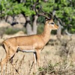 Afrikos antilopės