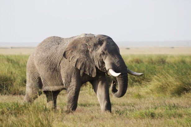 Afrikinis ir Azijos dramblys: pagrindiniai skirtumai ir savybės