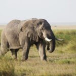 Dramblio protėviai: nuo mamutų iki šiuolaikinių rūšių