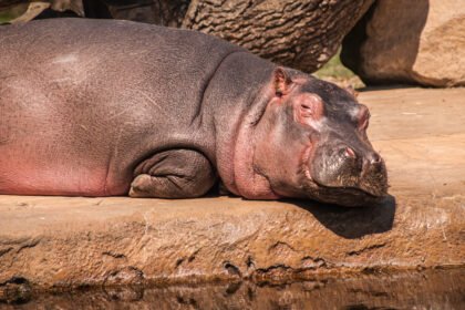 Hipopotamas ir begemotas: ar tai tas pats gyvūnas?