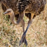 Afrikinis strutis: kuo minta, kur gyvena, ūgis, svoris ir įdomūs faktai