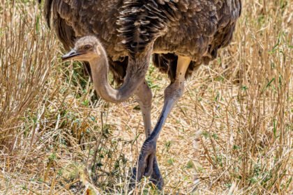 Afrikinis strutis: kuo minta, kur gyvena, ūgis, svoris ir įdomūs faktai