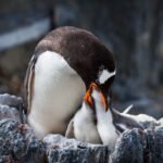 Imperatoriškasis ir karališkasis pingvinai: skirtumai ir ypatybės