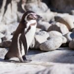 Kuo minta pingvinai ir kaip jie medžioja