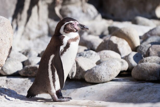 Kuo minta pingvinai ir kaip jie medžioja