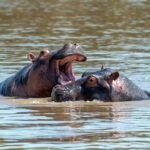 Kuo minta begemotas: mityba gamtoje ir įpročiai