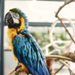 Papūgų vardai: populiariausi ir originalūs vardų variantai