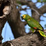 Papūgų maistas: mityba ir svarbiausi raciono principai