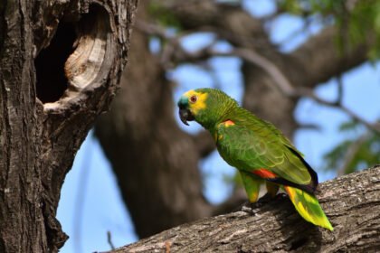 Papūgų maistas: mityba ir svarbiausi raciono principai