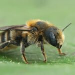 Didelė vapsva ar širšuolas: kaip atpažinti