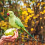 Kiek gyvena papūgos? Gyvenimo trukmė pagal rūšis