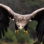 Didžiausias erelis pasaulyje: rūšys ir rekordai