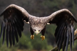 Didžiausias erelis pasaulyje: rūšys ir rekordai
