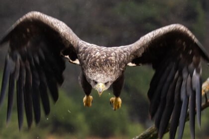 Didžiausias erelis pasaulyje: rūšys ir rekordai