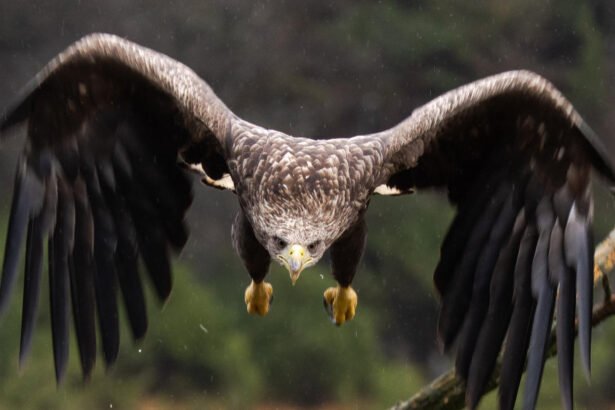 Didžiausias erelis pasaulyje: rūšys ir rekordai