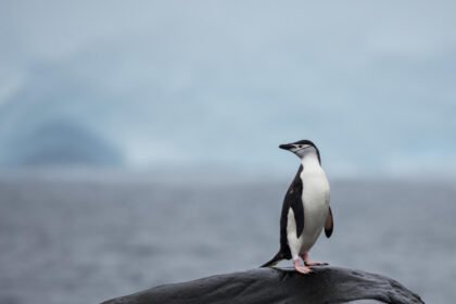 Įdomiausi faktai apie pingvinus