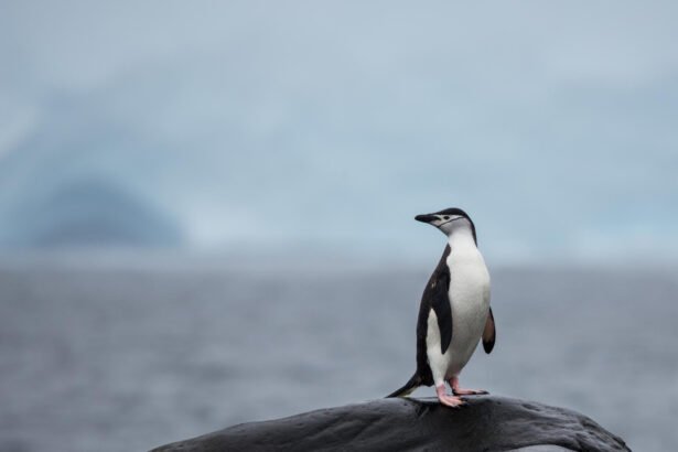 Įdomiausi faktai apie pingvinus