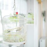 Papūgų narvai: kaip išsirinkti tinkamą ir kokio dydžio reikia